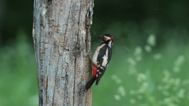 在一天的最后一盏灯下 大斑点啄木鸟在橡木树干里觅食 — 图库视频影像