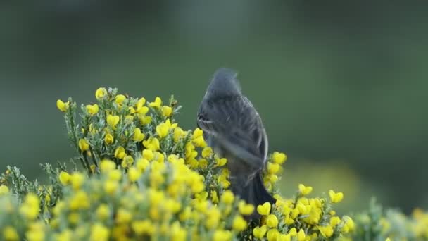 Water Pipit Searching Food Its Breeding Territory Flowering Bushes First — Stock Video