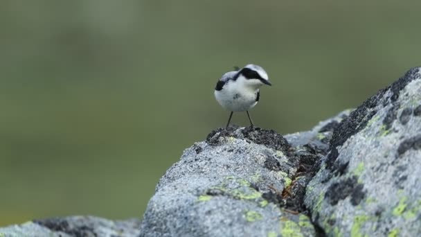 Male Northern Wheatear Cahaya Pertama Fajar Musim Kawin Salah Satu — Stok Video