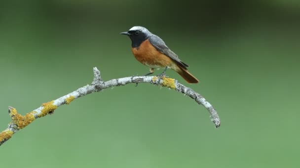 Maschio Comune Redstart Nel Suo Territorio Allevamento Uno Dei Suoi — Video Stock