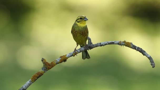 Männchen Yellowhammer Mit Dem Ersten Morgenlicht Der Brutzeit — Stockvideo