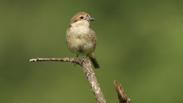 Female Red Backed Shrike First Light Dawn Her Favorite Watchtower — Stock Video
