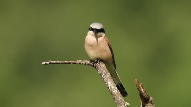 Αρσενικό Κόκκινο Υποστηρίζεται Shrike Πρώτο Φως Της Αυγής Στο Αγαπημένο — Αρχείο Βίντεο