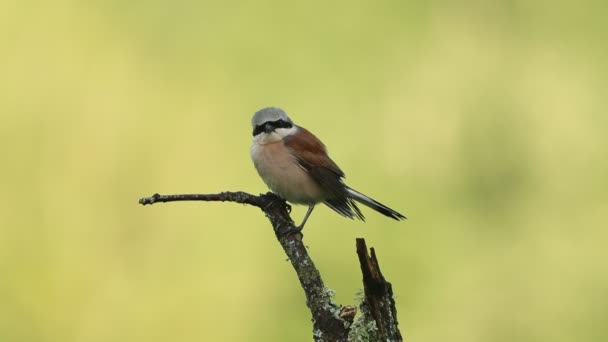 Male Red Backed Shrike First Light Dawn Rainy Day His — ストック動画