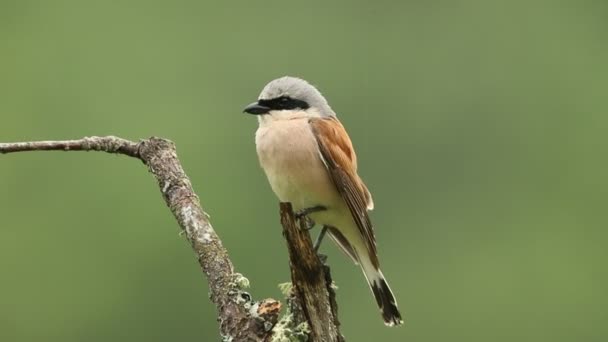 Male Red Backed Shrike First Light Dawn Rainy Day His — Vídeos de Stock
