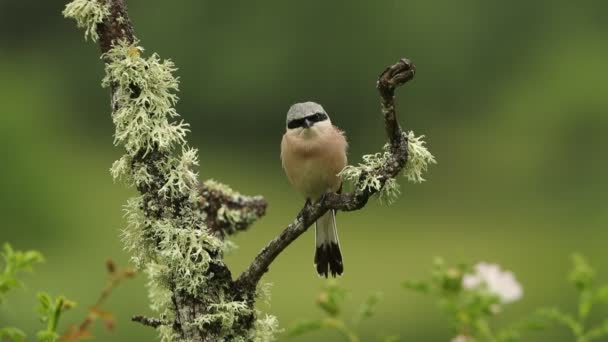 Male Red Backed Shrike First Light Dawn Rainy Day His — 图库视频影像