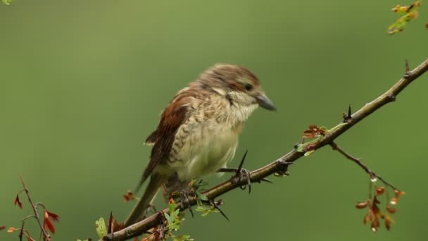 Female Red Backed Shrike First Light Dawn Her Favorite Watchtower — Stock Video