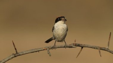 Günbatımının son ışıkları altında Woodchat örümcekleri üreme bölgesinde