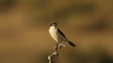 Günbatımının son ışıkları altında Woodchat örümcekleri üreme bölgesinde
