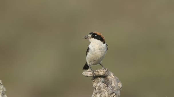 Günbatımının Son Işıkları Altında Woodchat Örümcekleri Üreme Bölgesinde — Stok video