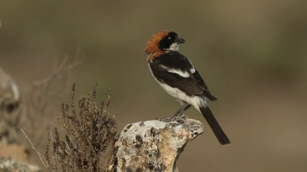 Woodchat Shrike Its Breeding Territory Last Lights Sunset — Stock Video