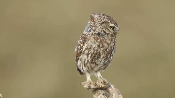 Little Owl His Favorite Perch Last Lights Day — Stock Video