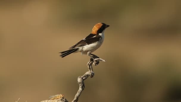 Woodchat Shrike Στην Περιοχή Αναπαραγωγής Του Στα Τελευταία Φώτα Του — Αρχείο Βίντεο