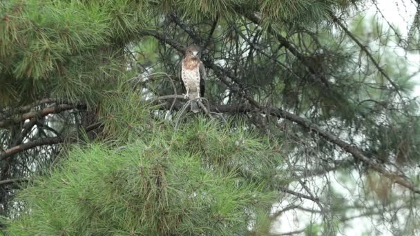 Young Female Short Toed Eagle Pine Tree First Light Day — Stock Video