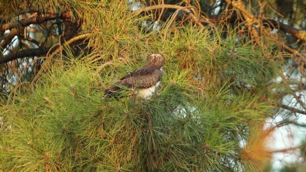 Young Female Short Toed Eagle Pine Tree First Light Day — Stock Video