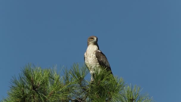 Ausgewachsener Schlangenadler Auf Seinem Lieblings Wachturm Seinem Brutgebiet Bei Tageslicht — Stockvideo