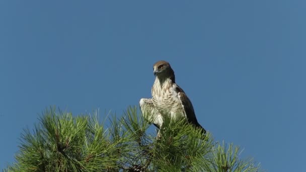 Adult Male Short Toed Eagle His Favorite Watchtower His Breeding — Stock Video