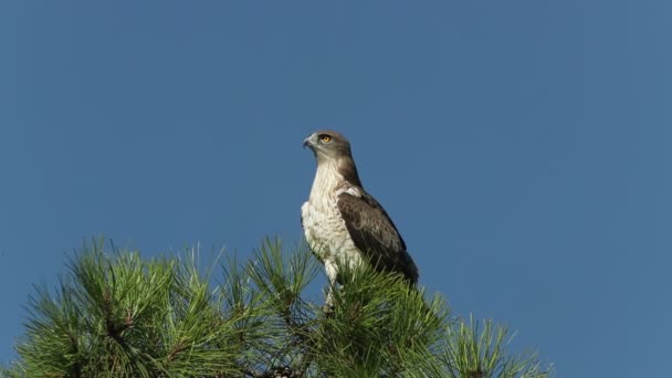 Águila Dedos Cortos Macho Adulto Torre Vigilancia Favorita Territorio Cría — Vídeos de Stock