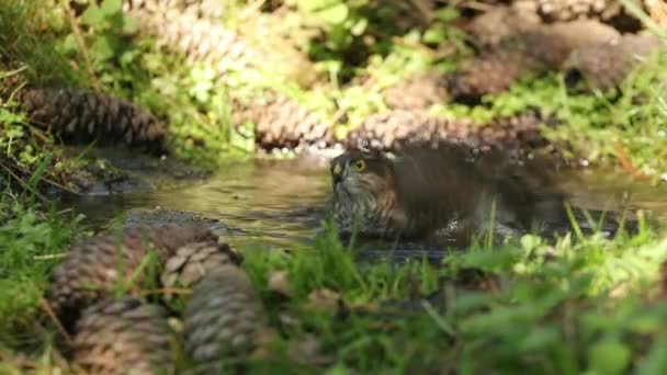 若い男性ユーラシアのスズメの鷹を飲んで 松の森の中で最も暑い夏の時間に天然の水点で風呂に入る — ストック動画