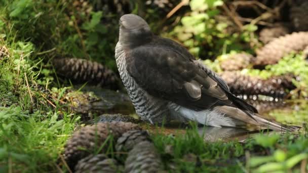 若い女性ユーラシアのスズメの鷹を飲んで 松の森の中で最も暑い夏の時間に天然の水の点で風呂に入る — ストック動画