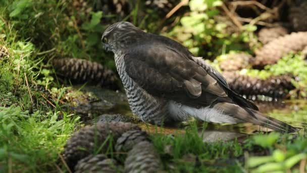 Jeune Femelle Bruant Eurasien Buvant Prenant Bain Dans Point Eau — Video