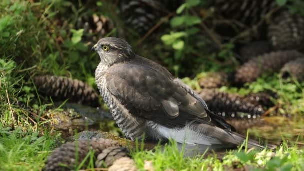 Young Female Eurasian Sparrow Hawk Drinking Taking Bath Natural Water — Stock Video