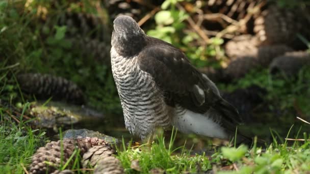 Jeune Femelle Bruant Eurasien Buvant Prenant Bain Dans Point Eau — Video