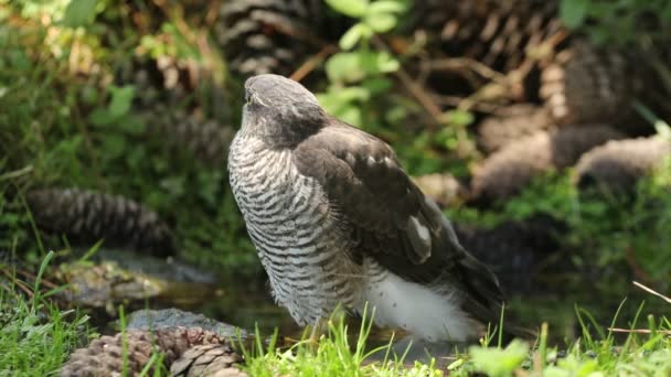 Jeune Femelle Bruant Eurasien Buvant Prenant Bain Dans Point Eau — Video