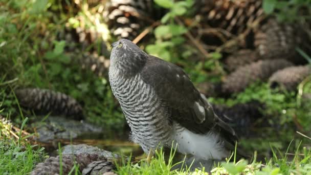 Jeune Femelle Bruant Eurasien Buvant Prenant Bain Dans Point Eau — Video