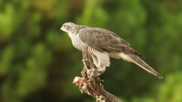 Adulta Hembra Azor Del Norte Comiendo Presa Recién Capturada Percha — Vídeos de Stock