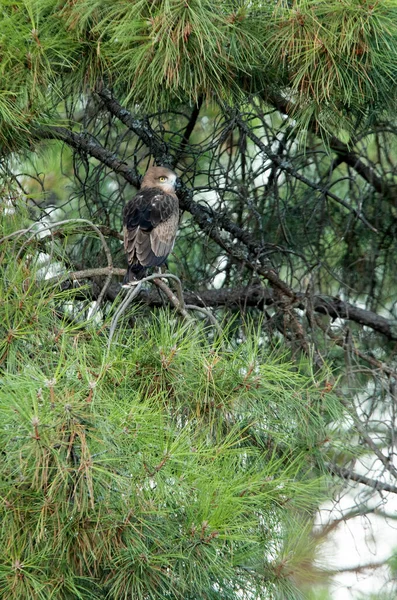 Jonge Vrouwtje Korttenarend Wachtend Ouders Een Dennenboom Haar Broedgebied Met — Stockfoto