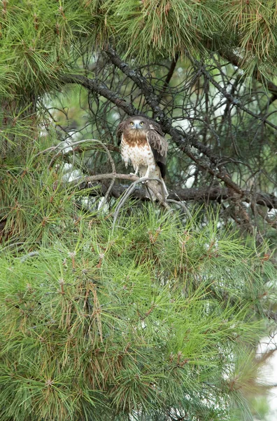 Joven Hembra Águila Dedos Cortos Esperando Los Padres Pino Territorio — Foto de Stock