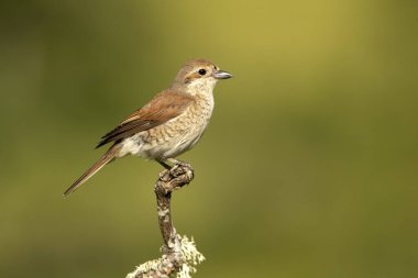 Kırmızı sırtlı dişi ördek en sevdiği gözetleme kulesinde şafağın ilk ışıklarıyla birlikte.