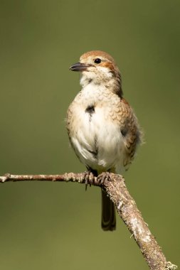 Kırmızı sırtlı dişi ördek en sevdiği gözetleme kulesinde şafağın ilk ışıklarıyla birlikte.