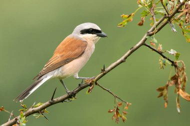 Erkek kırmızı sırtlı ördek şafak sökerken üreme mevsiminde en sevdiği gözetleme kulesinde