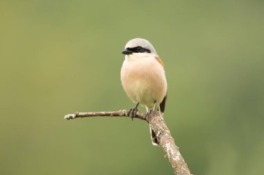 Erkek kırmızı sırtlı ördek şafak sökerken üreme mevsiminde en sevdiği gözetleme kulesinde