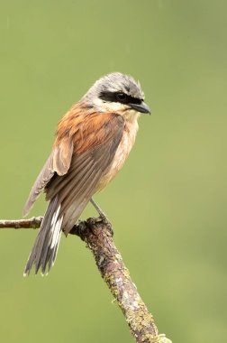 Erkek kırmızı sırtlı ördek şafak sökerken üreme mevsiminde en sevdiği gözetleme kulesinde