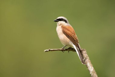 Erkek kırmızı sırtlı ördek şafak sökerken üreme mevsiminde en sevdiği gözetleme kulesinde