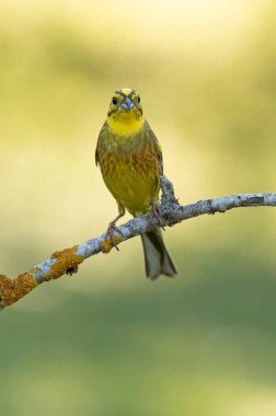 Erkek Yellowhammer üreme bölgesinde günün son ışığında.