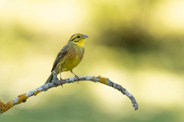 Erkek Yellowhammer üreme bölgesinde günün son ışığında.