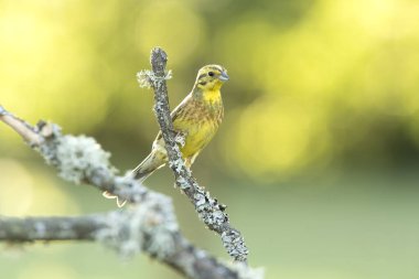 Erkek Yellowhammer üreme bölgesinde günün son ışığında.