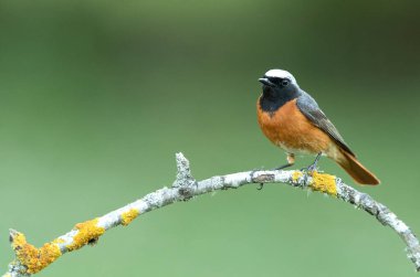 Üreme bölgesinde, günün son ışığında sıradan bir kızıl erkek.