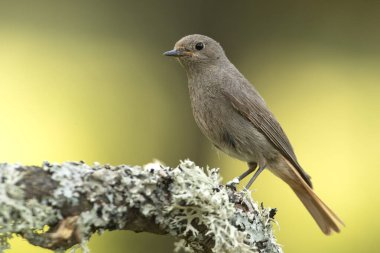 Günün son ışıklarıyla meşe ormanında bir kızıl saçlı kadın.