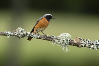 Üreme bölgesinde, günün son ışığında sıradan bir kızıl erkek.
