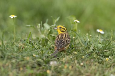 Erkek Yellowhammer üreme bölgesinde günün son ışığında.