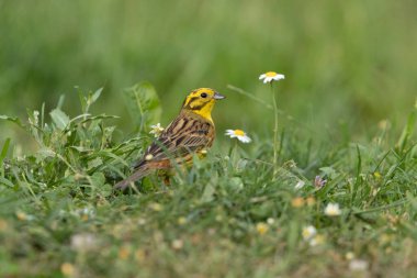 Erkek Yellowhammer üreme bölgesinde günün son ışığında.