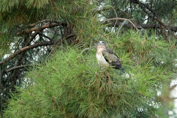 Jonge Vrouwtje Korttenarend Wachtend Ouders Een Dennenboom Haar Broedgebied Met — Stockfoto