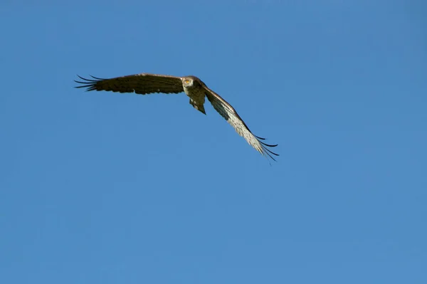 Ausgewachsenes Schlangenadlermännchen Fliegt Mit Dem Ersten Tageslicht Sein Brutgebiet — Stockfoto