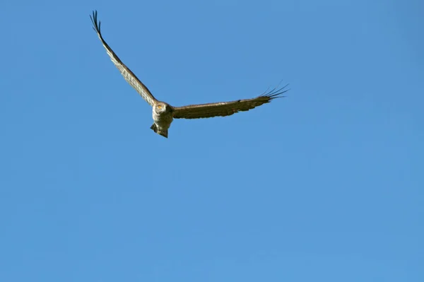 Macho Adulto Águila Dedos Cortos Volando Territorio Cría Con Primera — Foto de Stock