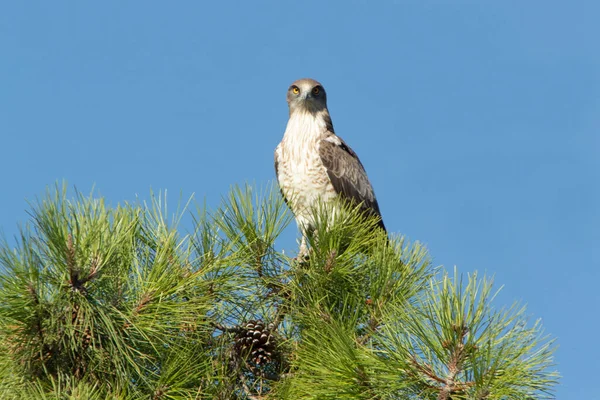 Águila Dedos Cortos Macho Adulto Parte Superior Pino Territorio Cría — Foto de Stock